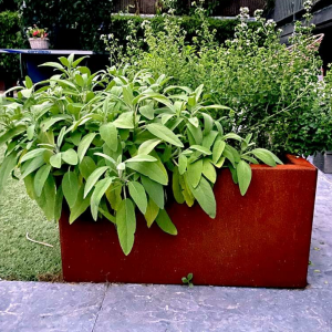 Cortenstaal plantenbak Rechthoek 50x60 H=30 cm MET bodemplaat