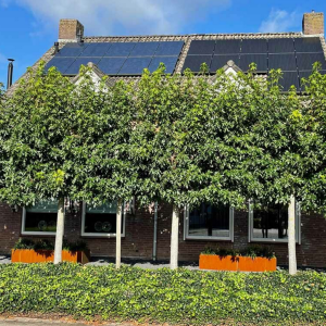 Cortenstaal plantenbak Rechthoek XL 200x60 H=40 cm MET bodemplaat