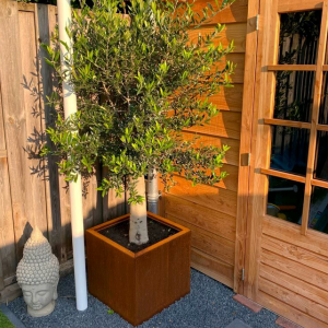 Cortenstaal plantenbak Vierkant 50x50 H=60 cm MET bodemplaat
