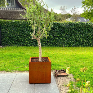 Cortenstaal plantenbak Vierkant 60x60 H=80 cm MET bodemplaat + voeten