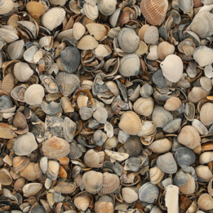 17 ltr Schelpen 8-16mm