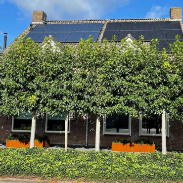 Cortenstaal plantenbak Rechthoek XL 200x60 H=30 cm MET bodemplaat