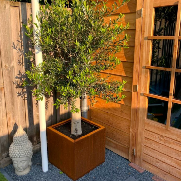 Cortenstaal plantenbak Vierkant 50x50 H=60 cm ZONDER bodemplaat