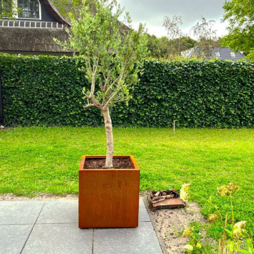 Cortenstaal plantenbak Vierkant 60x60 H=80 cm MET bodemplaat + wielen