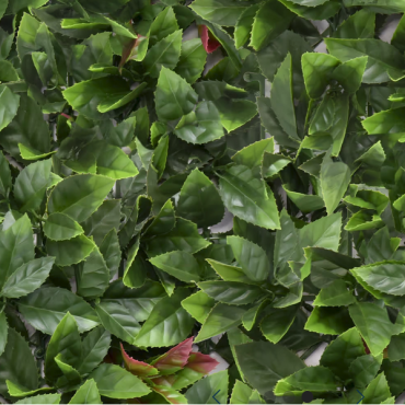 Kunsthaag Laurel  100x100 cm