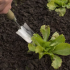 Dutch Garden Verplantschepje smal RVS FSC Hout