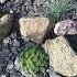 CANADIAN SLATE GRIJS/BLAUW 30-60MM 25KG